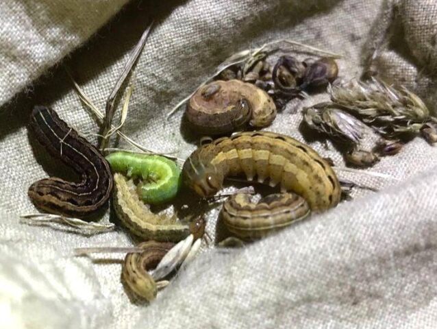  120248103 caterpillars