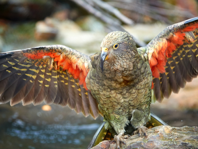 Flying alpine parrot, Kea, Nestor notabilis, protected  olive-green parrot with scarlet underwings. Bird endemic to South Island, New Zealand.
