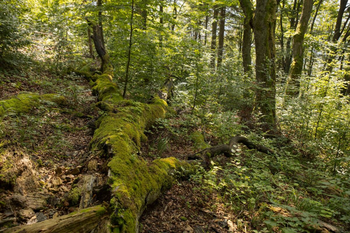 Veľká Fatra, les, kmeň
