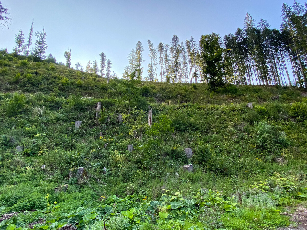 Veľká Fatra, ťažba, Ľubochnianska dolina
