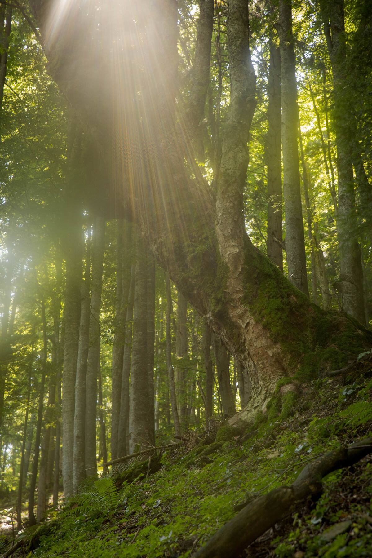 Veľká Fatra, velikán, gigant, les