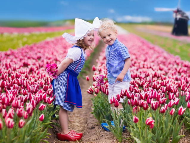 Happy Dutch children playing in blooming tulip flowers field.  Boy and girl wearing traditional national costume, wooden clogs and hat play with tulips next to a windmill in Holland, Netherlands 