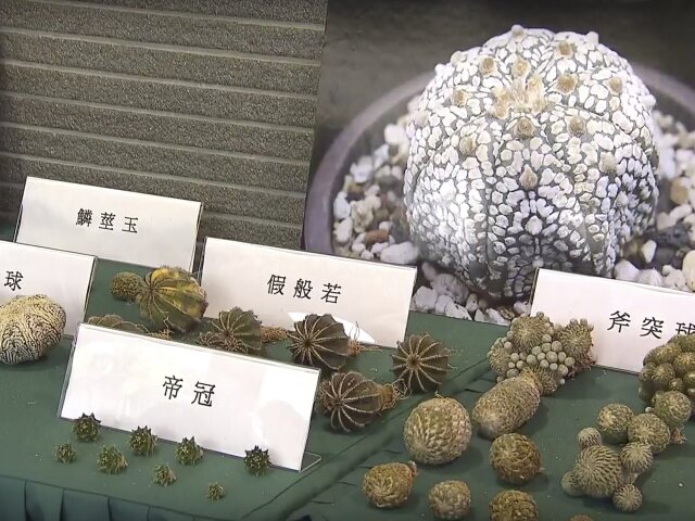 Hongkong razia pašeráctvo tovar zaistenie rekord