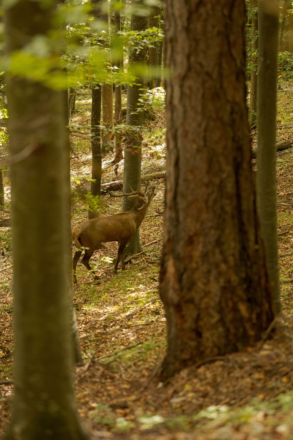 Muránska planina, jeleň, ruja
