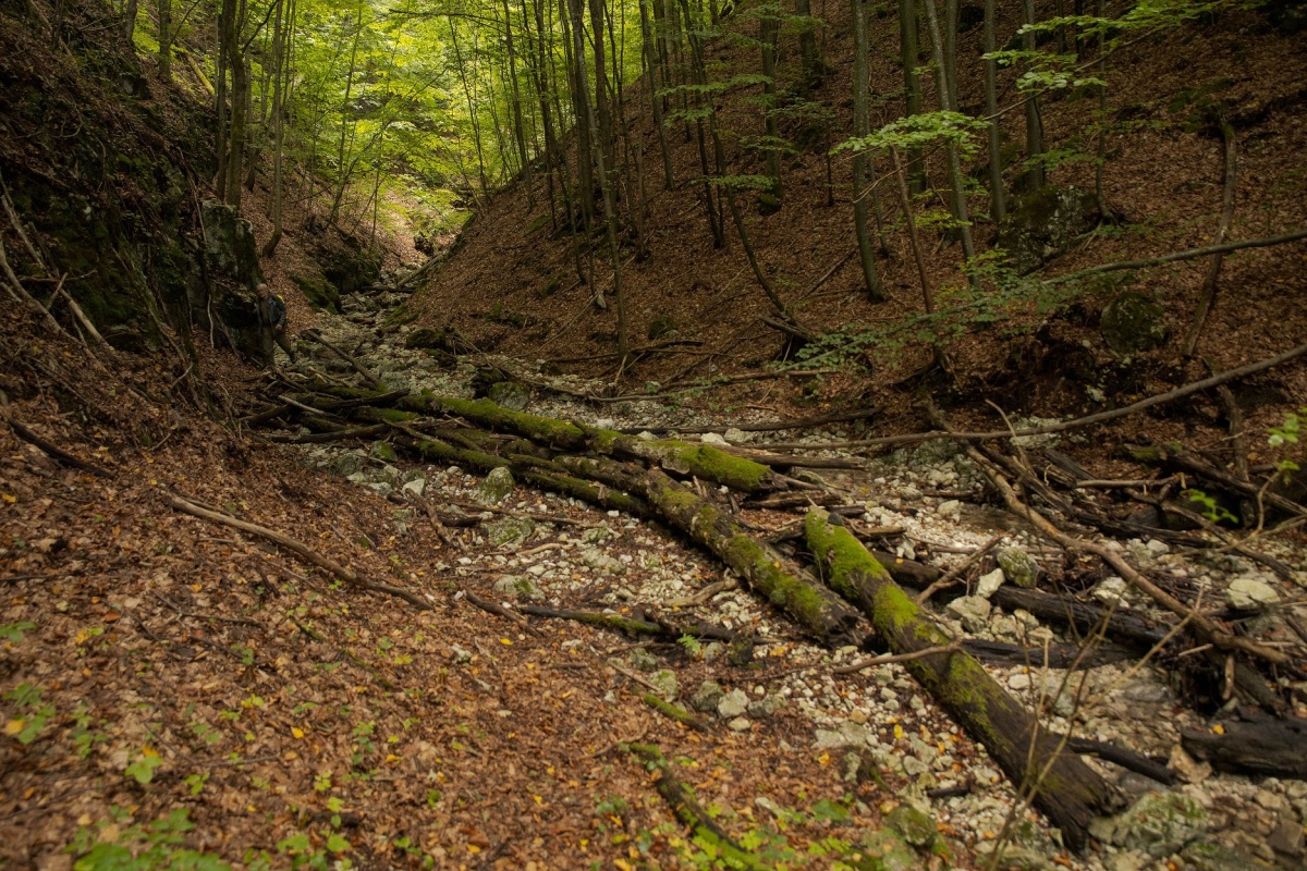 Muránska planina, prírodná rezervácia, Javorníková