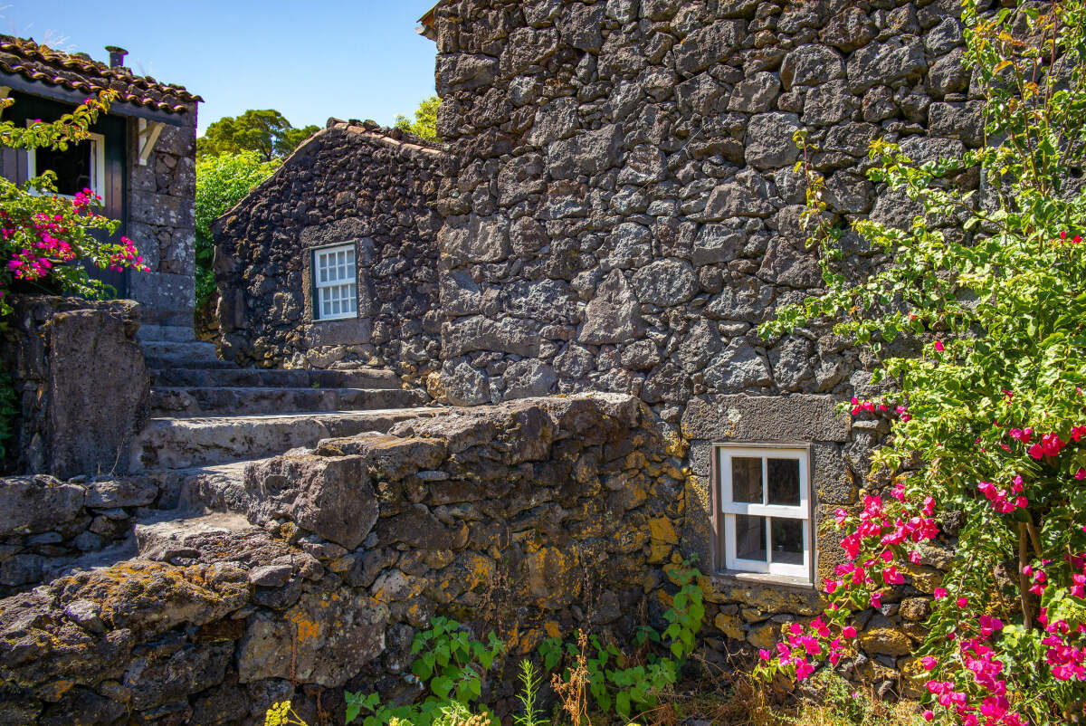 bubo, azory