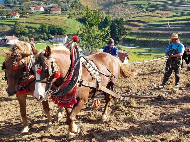 Hriňová, vyorávanie zemiakov