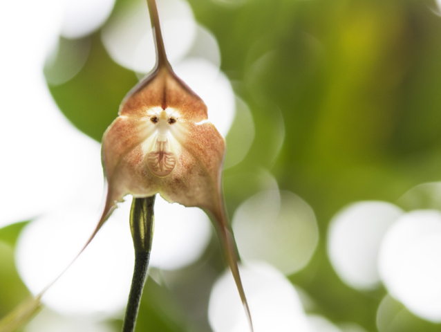 orchidea Dracula