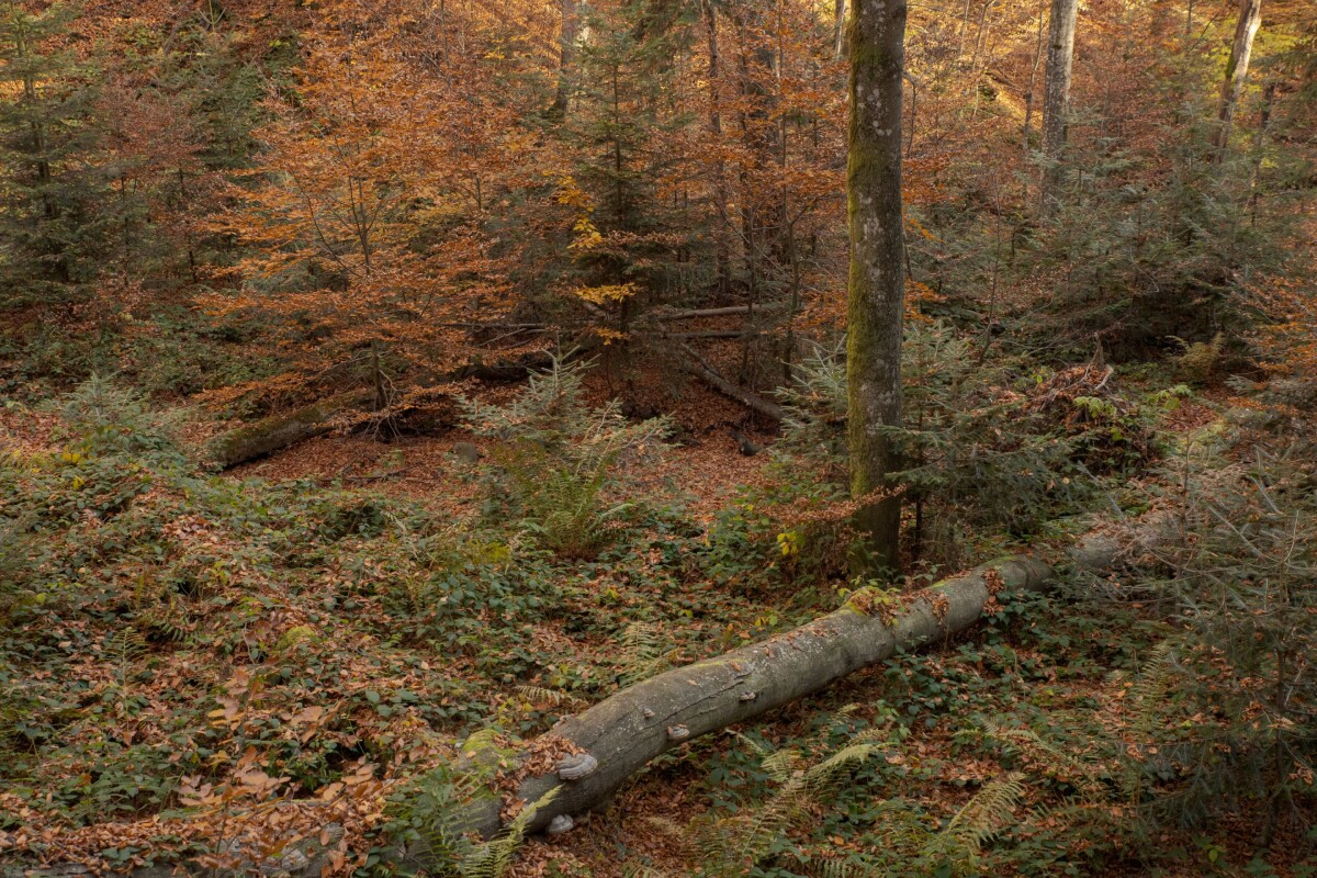 Poloniny, Stužica, prales