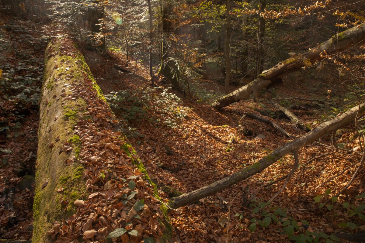 Poloniny, Stužica, prales