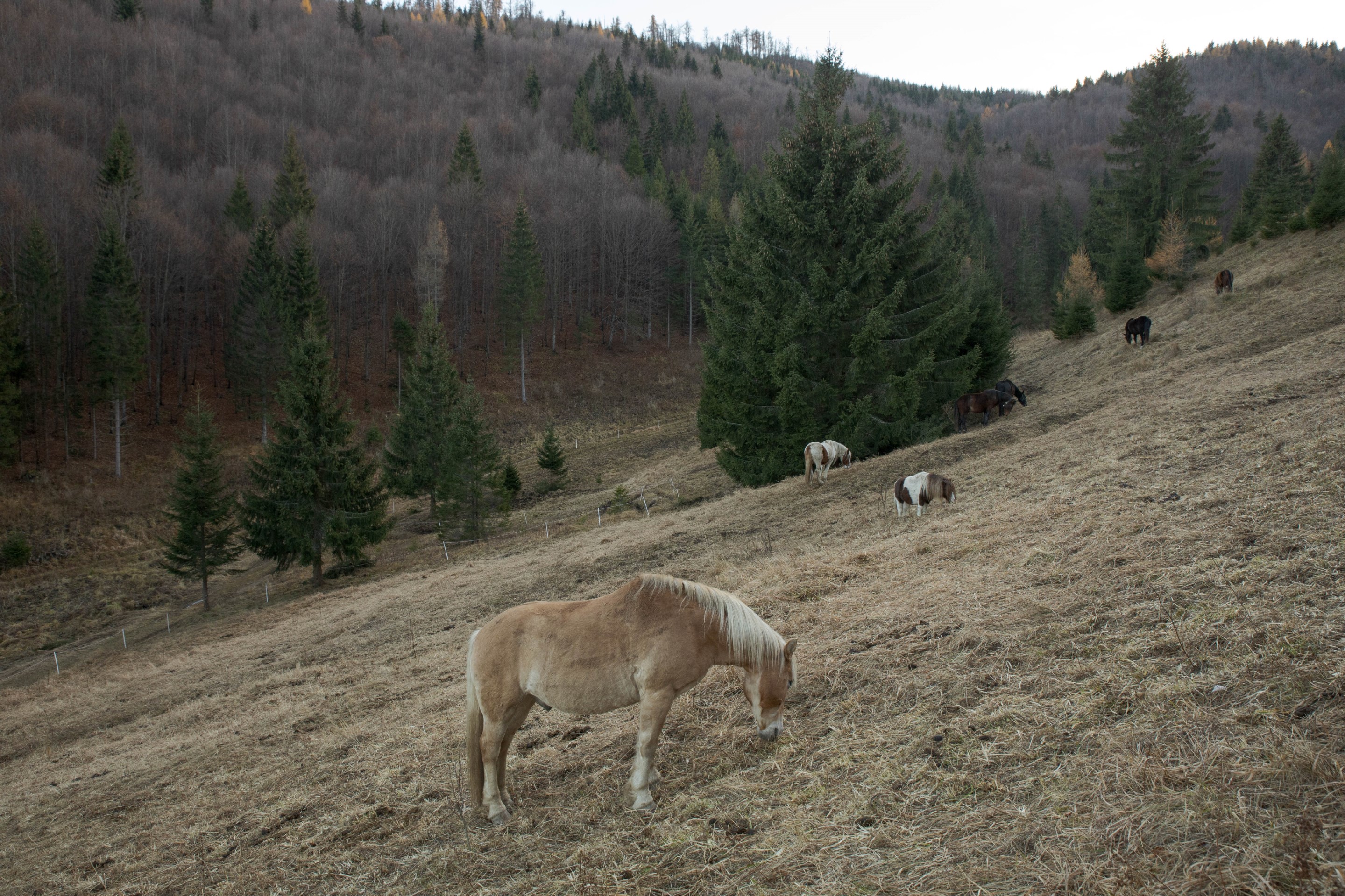 Pastva furmanských koní na Kopanci.