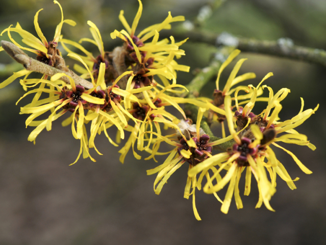 hamamelis