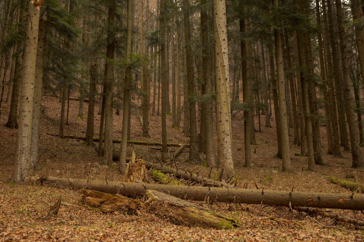 Pieniny, jedle