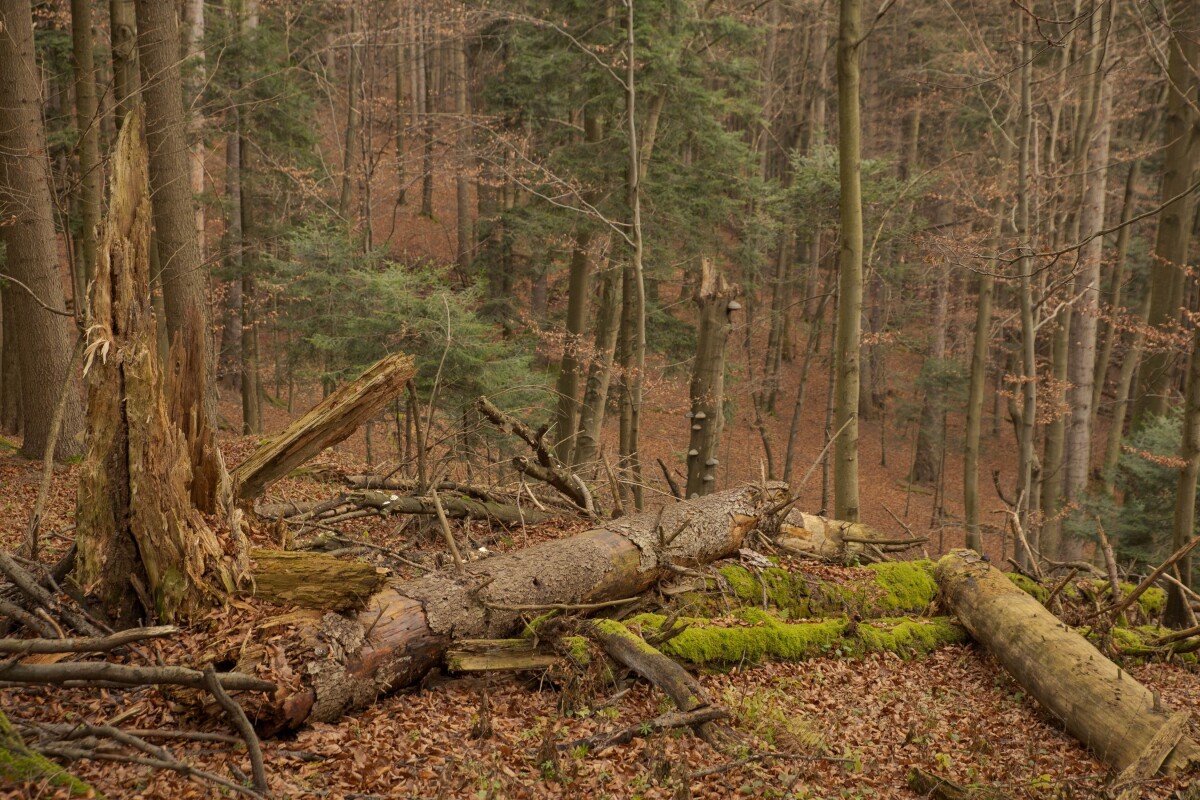 Pieniny, prales, mŕtve drevo