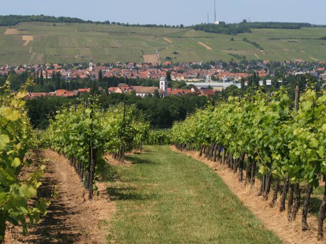 Alsasko, vinice, Francúzsko, vinohrady