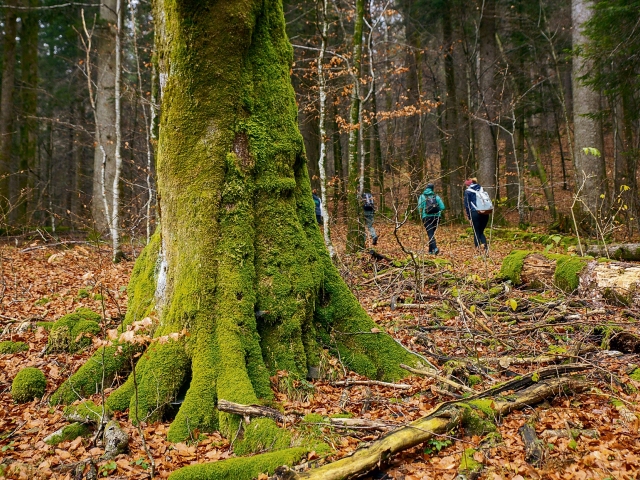 národný park Risnjak, bezzásah