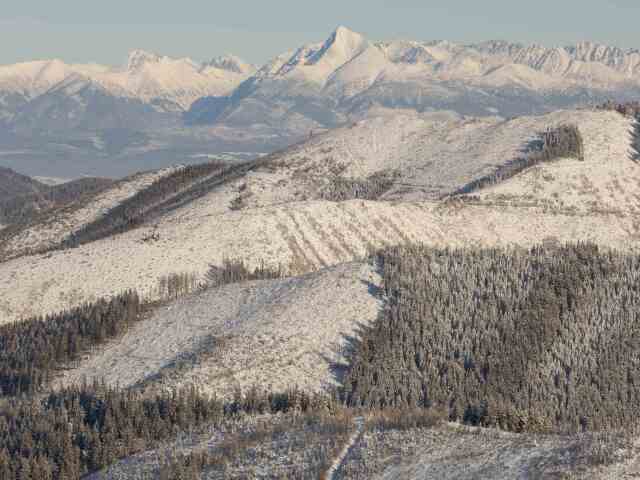 NAPANT, Nízke Tatry, rúbanisko