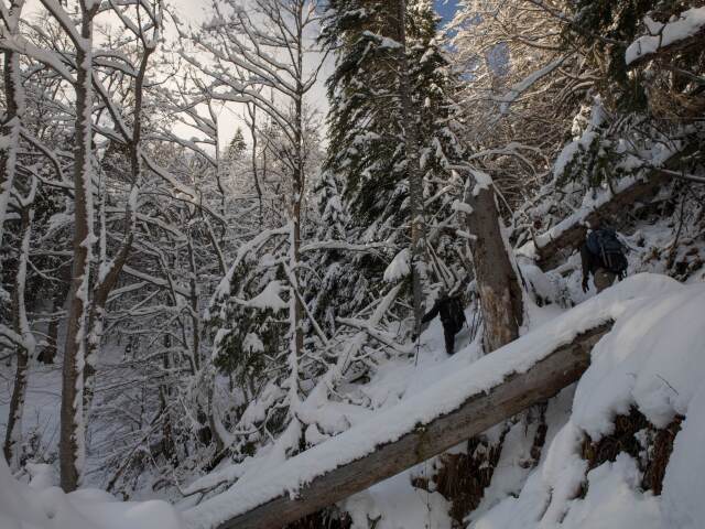 NAPANT, prales