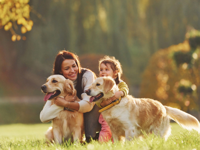 Mother with her daughter have walk with two Golden Retriever dogs in the park.