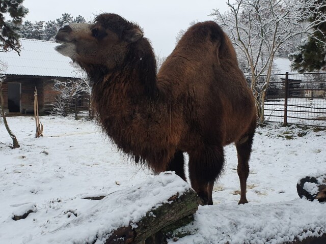 Bojnice, zoo