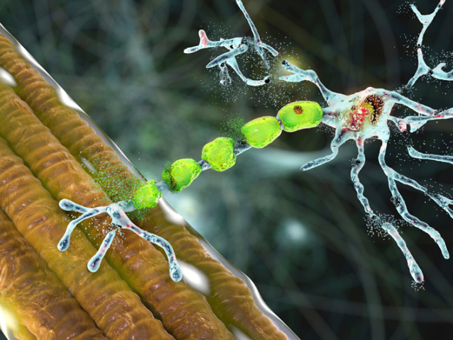 lateral sclerosis enzým