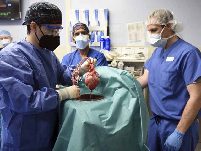 Transplantácia srdce / Geneticky modifikované prasa / Genetická modifikácia / GM /