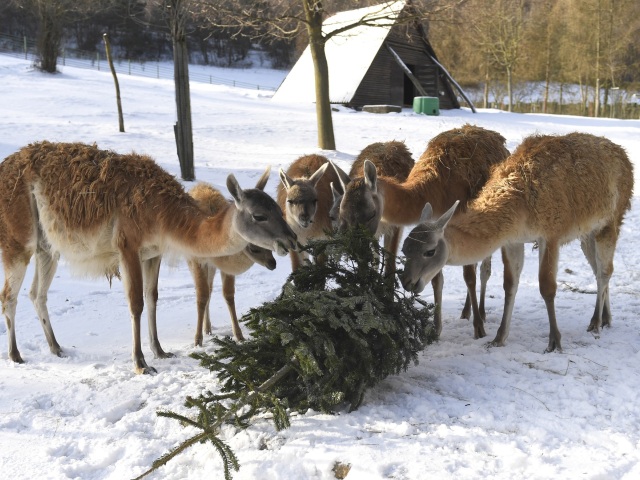 Košice ZOO kŕmenie