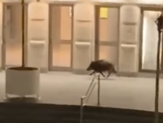 diviak