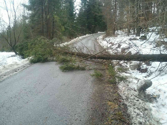 Spadnutý strom