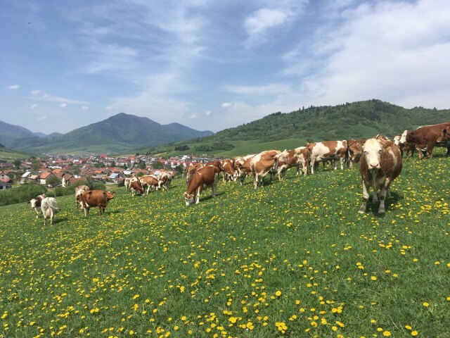 lúka, krava