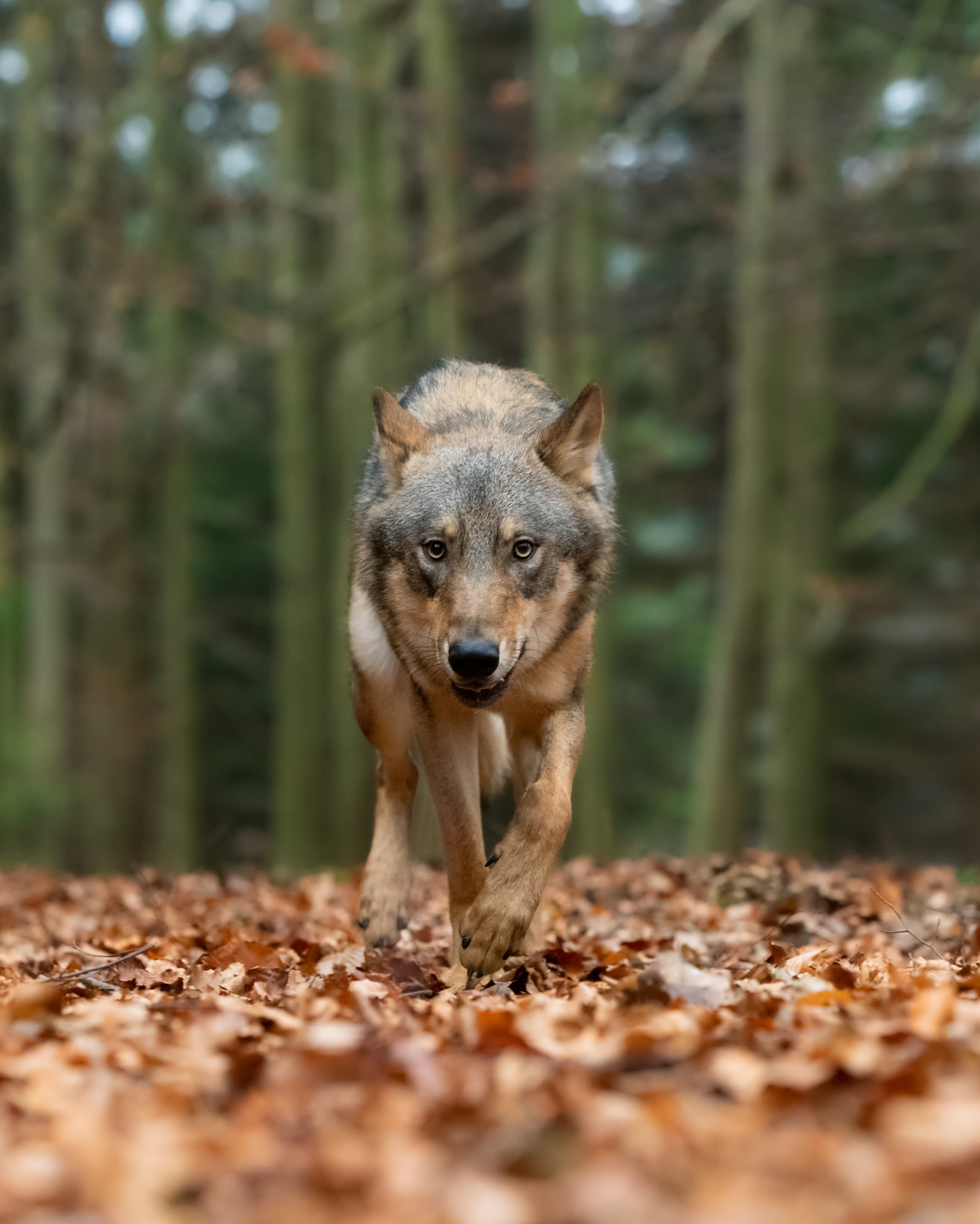 Vlk (Canis Lupus)