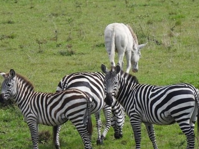 biela zebra