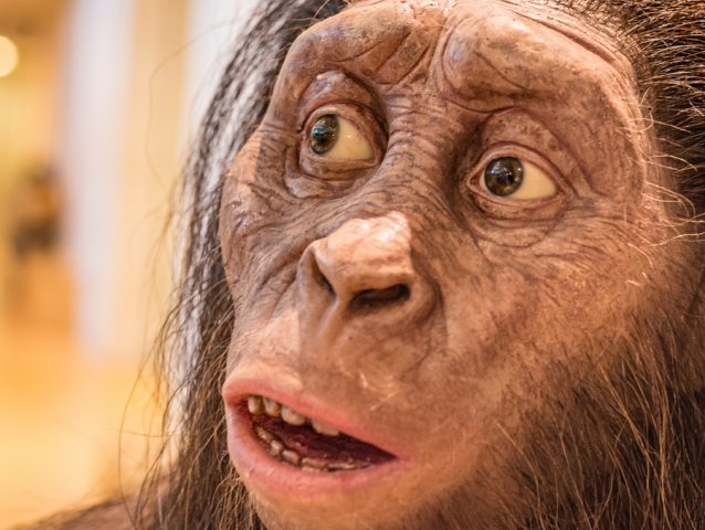 hominid