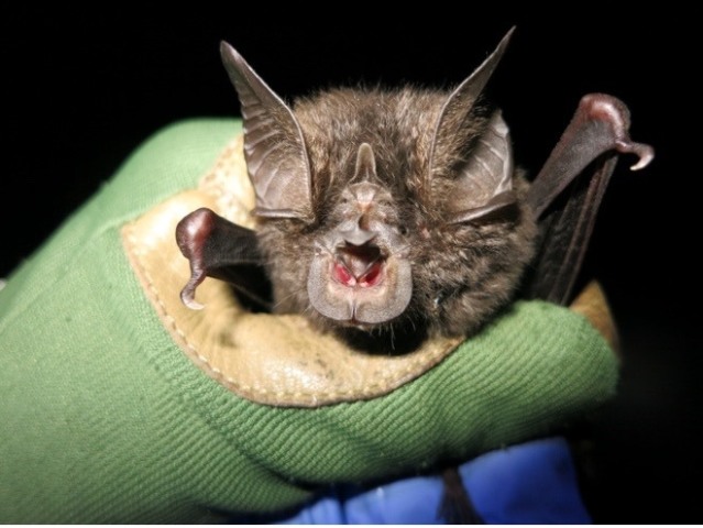 Rhinolophus hilli netopier