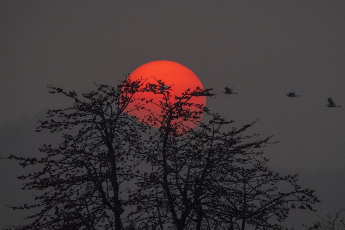 India, slnko, strom