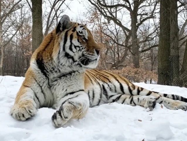 putin tiger zoo