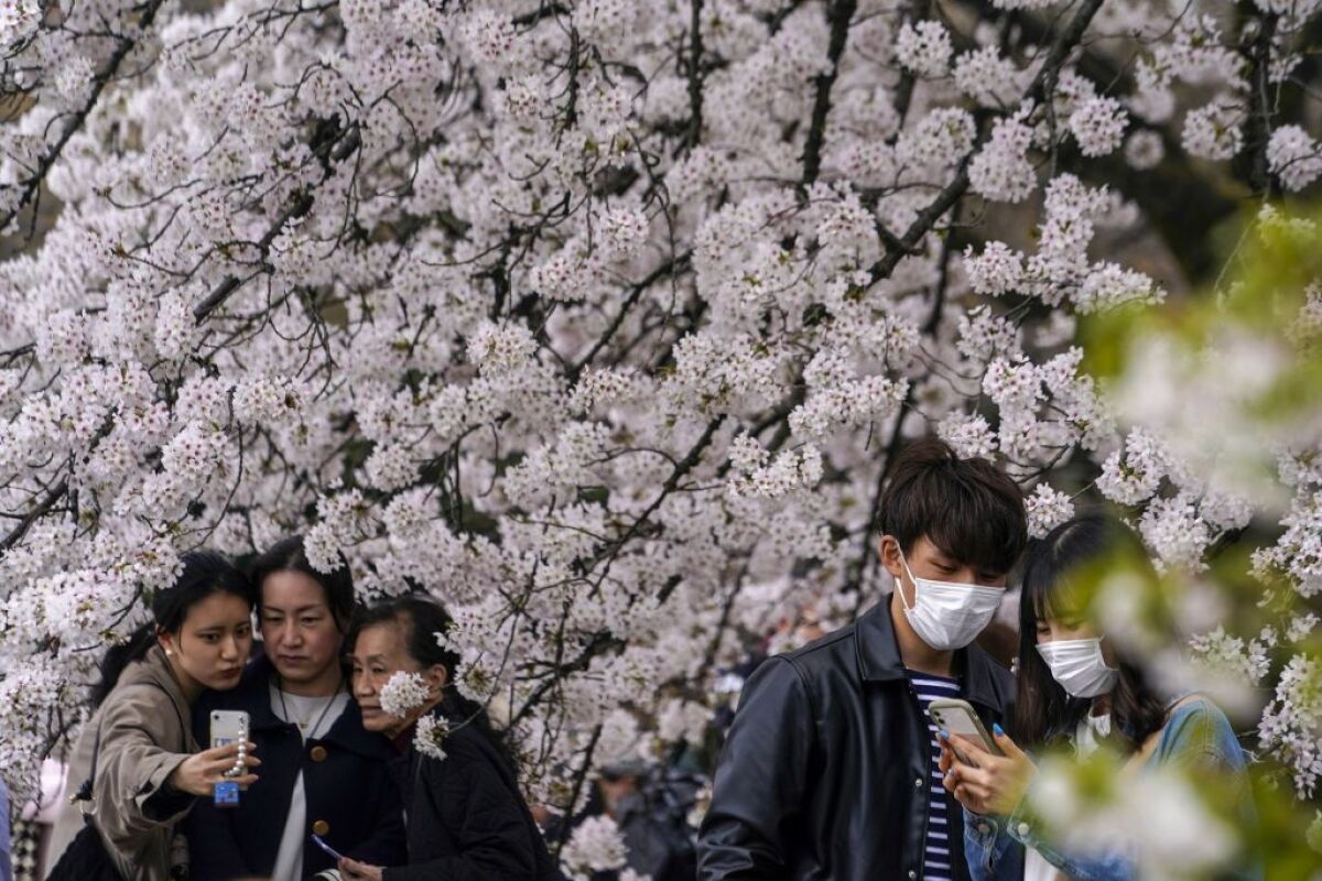 Japonsko, čerešňové kvety