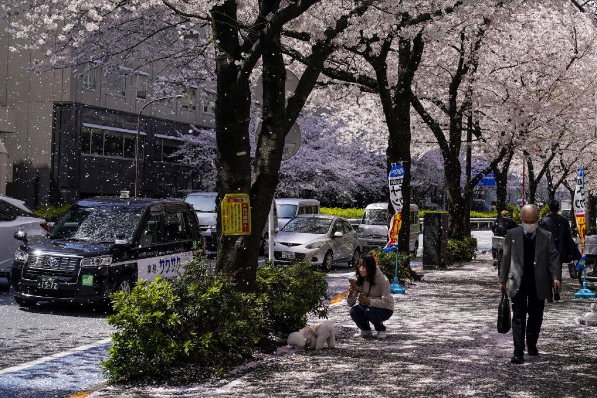 Japonsko, čerešňové kvety