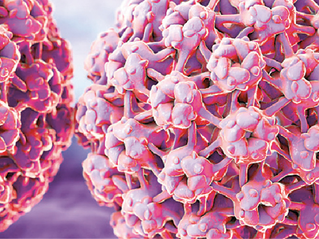 HPV, vírus, krčok maternice, rakovina krčka maternice
