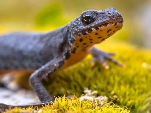mlok