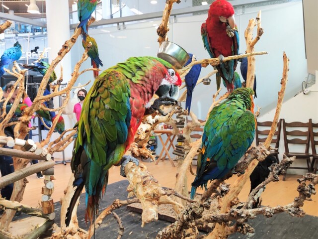 nekvalitné perie, papagáje