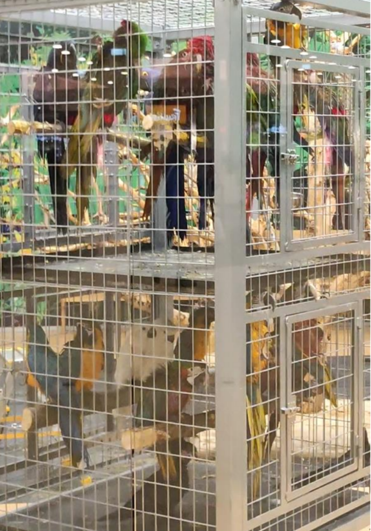 Papagáje v jednej klietke pred premiestnením