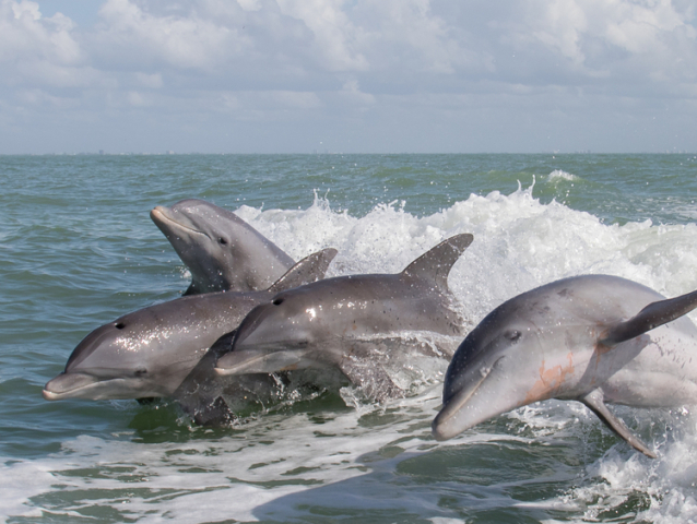 delfiny