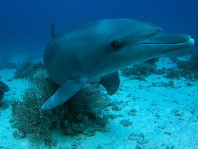051822 eg dolphins feat-1030x580