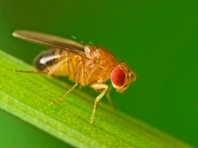 Male common fruit fly (Drosophila Melanogaster) sitting on a blade of grass with green foliage background