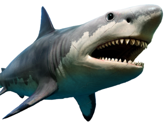 megalodon