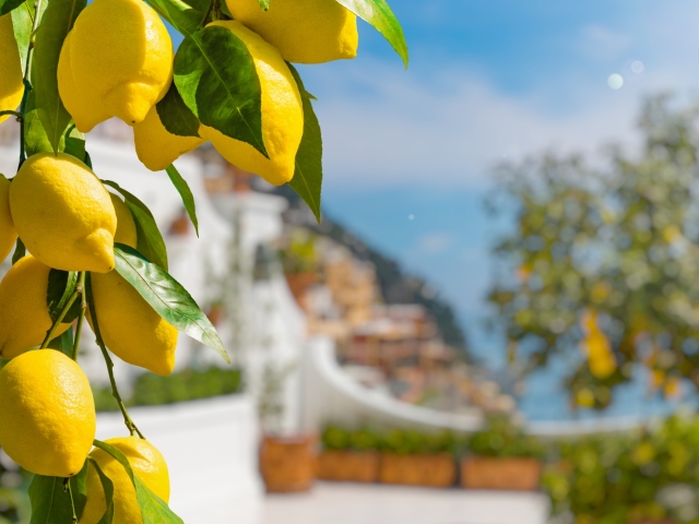 Citróny na pobreží talianskeho Amalfi. 