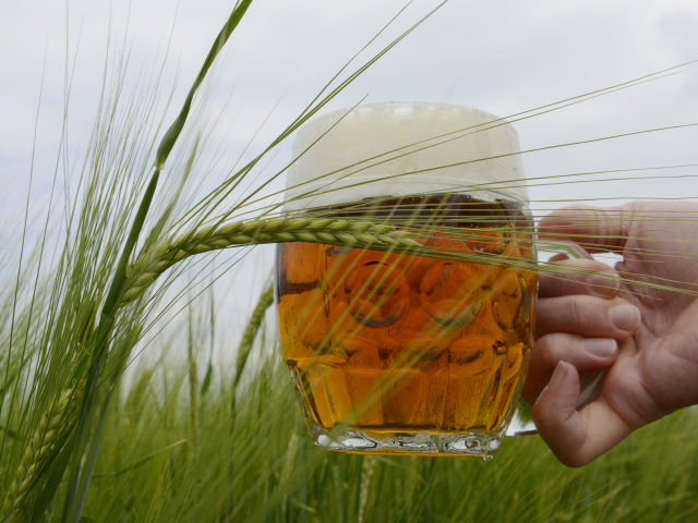 slad pivo jacmen