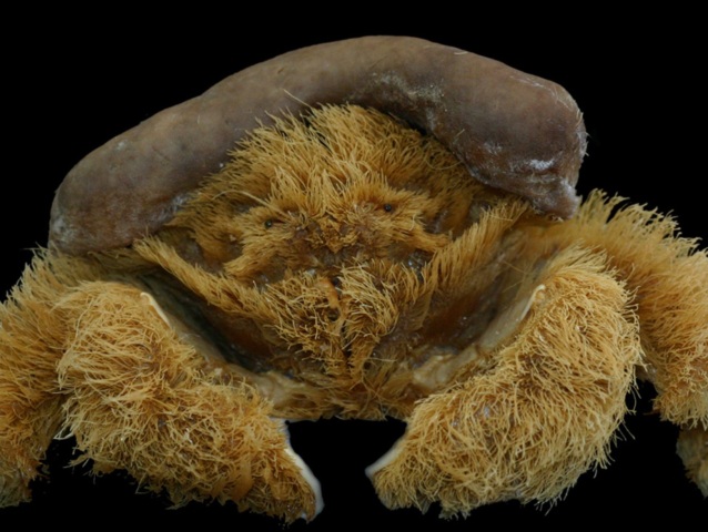 krab