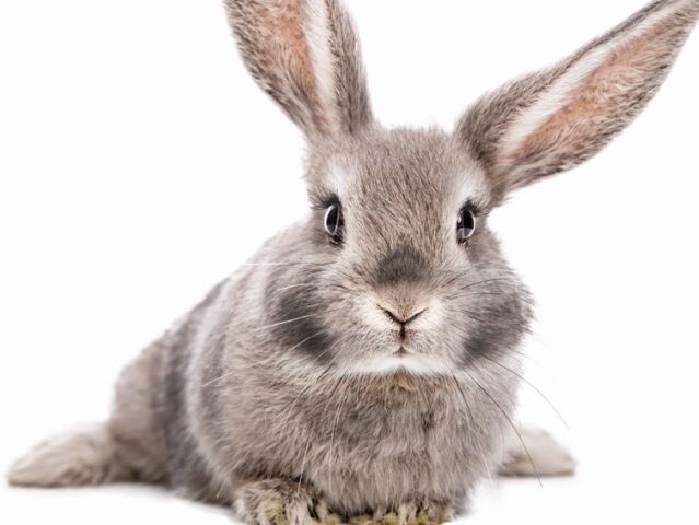 Sweet cute baby bunny with beautiful eyelashes and gray, white f